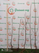 Саджанці черешні "Самба" (середньоспілий сорт) - Зображення 3