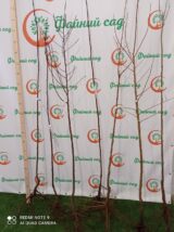 Саджанці сливи "Президент" (пізньоспілий сорт) - Зображення 5