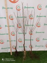 Саджанці вишні "Ксенія" (раньоспілий сорт) - Зображення 2