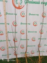 Саджанці чорної шовковиці "Шеллі" (щеплена) - Зображення 3