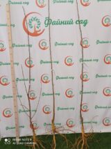 Саджанці шовковиці "Надія" (щеплена) - Зображення 4