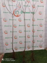 Саджанці сакури Роял Бургунді на штамбі (штамб Н 1-1,5 м) - Зображення 3