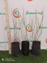 Лохина "Спартан" (Середня) (С3) - Зображення 2