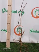 Жимолость їстівна "Каріна" (С2) - Зображення 3