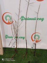 Саджанці обліпихи "Августина" (чоловіча) - Зображення 3