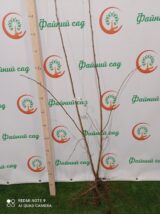 Саджанці фундука "Сирена" (відводок) - Зображення 3