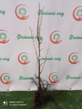 Саджанці фундука "Варшавський червонолистий" (відводок) - Зображення 2