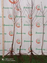 Саджанці мигдалю "Нікітський" 62 (привитий) - Зображення 4