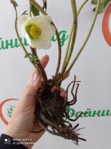 Чемерник Кавказький - Зображення 4