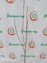 Саджанці сакури "Kanzan" - Зображення 3