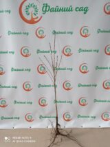 Саджанці сакури червонолистної "Роял Бургунді" - Зображення 4