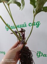 Чемерник Red Ledy - Зображення 4