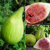 Саджанці інжиру самоплідного "Далматський" С2 - Зображення 2