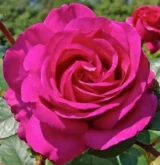 (Копія)Саджанці троянди «Lancome» (Ланком) - Зображення 2