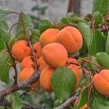 Саджанці абрикосу "Kioto" (середньоспілий сорт)