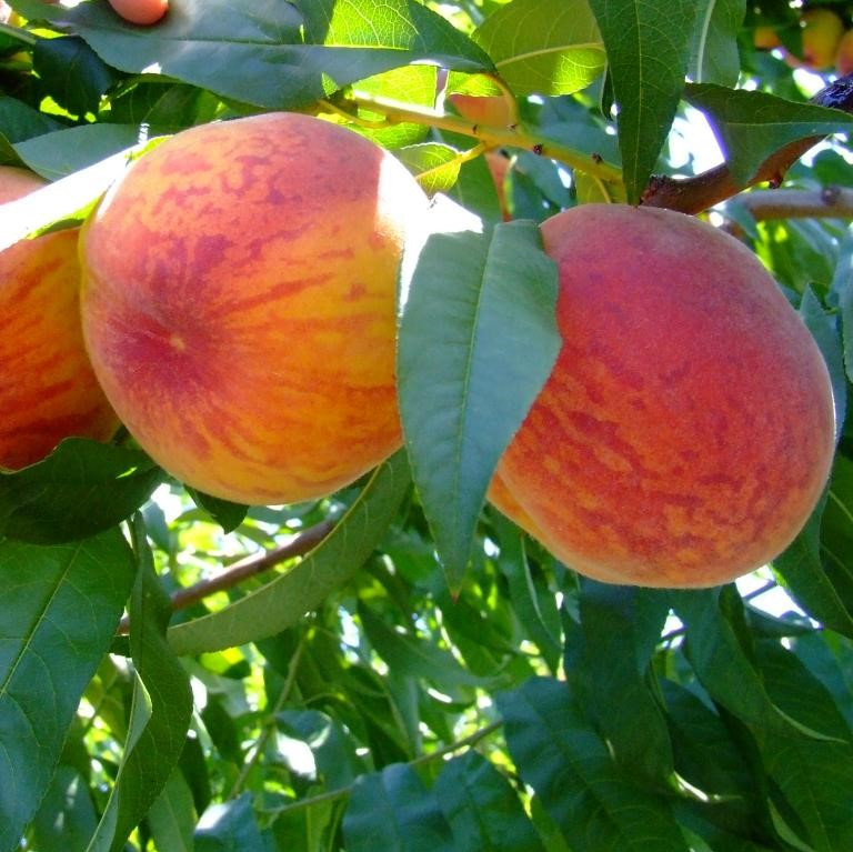 3940326644_sazhentsy-persika-vavilovskij.jpg Саджанці персика "Вавіловський" (середньо-ранній сорт) - Зображення 1