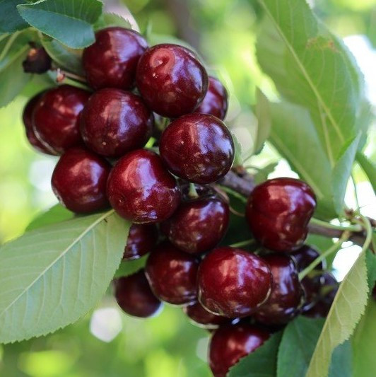 3940728029_sadzhantsi-chereshni-royal.jpg Саджанці черешні "Роял Хелен" (пізньоспілий сорт) - Зображення 1