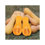 Гарбуз Арахісове масло, 50 шт. (Власне фасування з оригінального упакування), (GSN - Semences). - Зображення 3