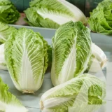 Маноко F1 насіння капусти пекінської (Bejo) 20 шт - Зображення 2