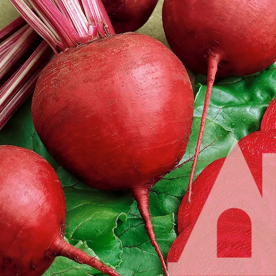 4286246063_buryak-chervona-kulya.webp Буряк Червона куля, 10 г. (Власне фасування з оригінального упакування), (GSN-Semences). - Зображення 1