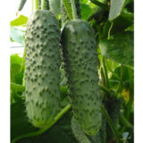 Огірок Амур F1, 10 шт. (Власне фасування з оригінального упакування), (Bejo Zaden). - Зображення 3