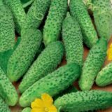 Огірок Маша F1, 10 шт. (Власне фасування з оригінального упакування), (Seminis).