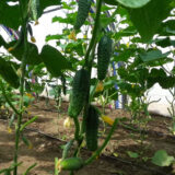 Огірок Маша F1, 10 шт. (Власне фасування з оригінального упакування), (Seminis). - Зображення 3