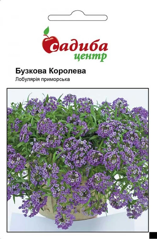 4324127707_lobulyariya-primorska-buzkova.webp Лобулярія приморська Бузкова Королева 0.1 гр. Hem Zaden BV, Нідерланди - Зображення 1