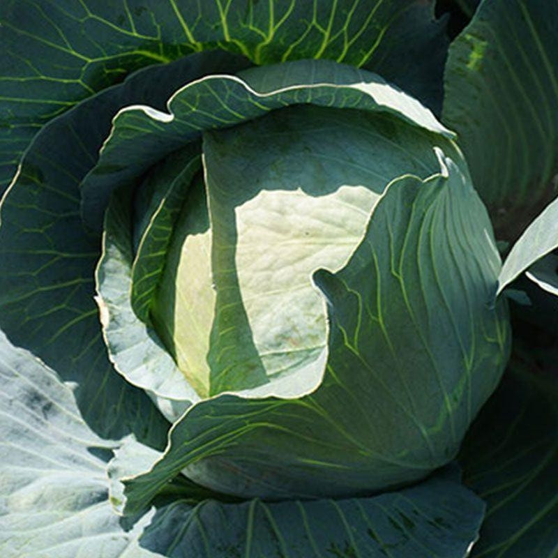 4325824331_kapusta-bilogolova-parel.jpg Капуста білоголова Парел F1, 50 шт. (Власне фасування з оригінального упакування), (Bejo Zaden). - Зображення 1