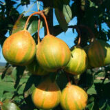 Саджанці груші "Писанка"