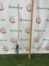 Саджанці груші Шин Лі (Shin Li) - Зображення 3