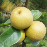 Саджанці груші "Косуі"