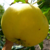 Саджанці яблуні "Донешта"