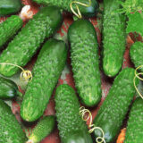 Огірок Авантюрист F1, 50 нас, Satimex (Німеччина) - Зображення 2