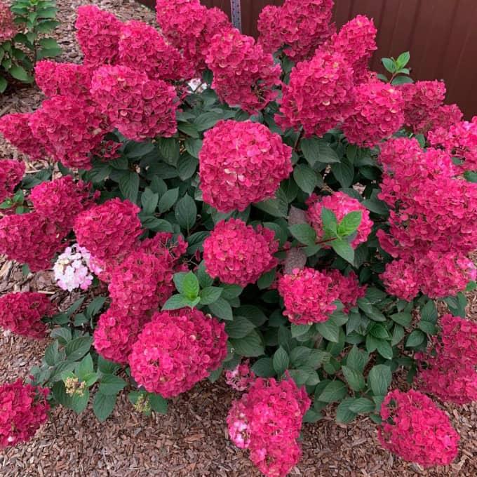 4586651218_gortenziya-rensam-framboisine.jpg Гортензія ‘Rensam Framboisine’ (Самарська Лідія) - Зображення 1