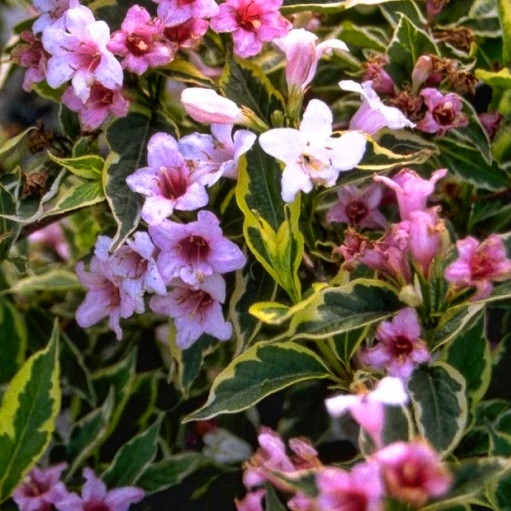 4588976114_vejgela-kvitucha-syuzannasuzanne.jpg Вейгела квітуча "Сюзанна" (Suzanne) - Зображення 1