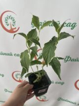 Вейгела квітуча "Сюзанна" (Suzanne) - Зображення 2