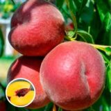 Саджанці персика "Роял Саммер" (середньоспілий сорт, селекція США)