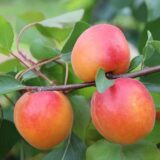 Саджанці абрикосу "Фарбеллі" (середньоспілий сорт)