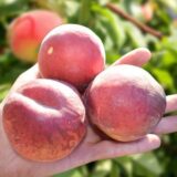 Саджанці персика "Шугар Тайм" (Sugar Time) (ранний сорт)