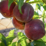 Саджанці персика "Шугар Тайм" (Sugar Time) (ранний сорт) - Зображення 2