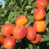 Саджанці абрикосу "Нельсон" (Nelson) (пізньоспілий сорт)