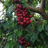 Саджанці черешні "Фольфер" (пізньостиглий сорт)