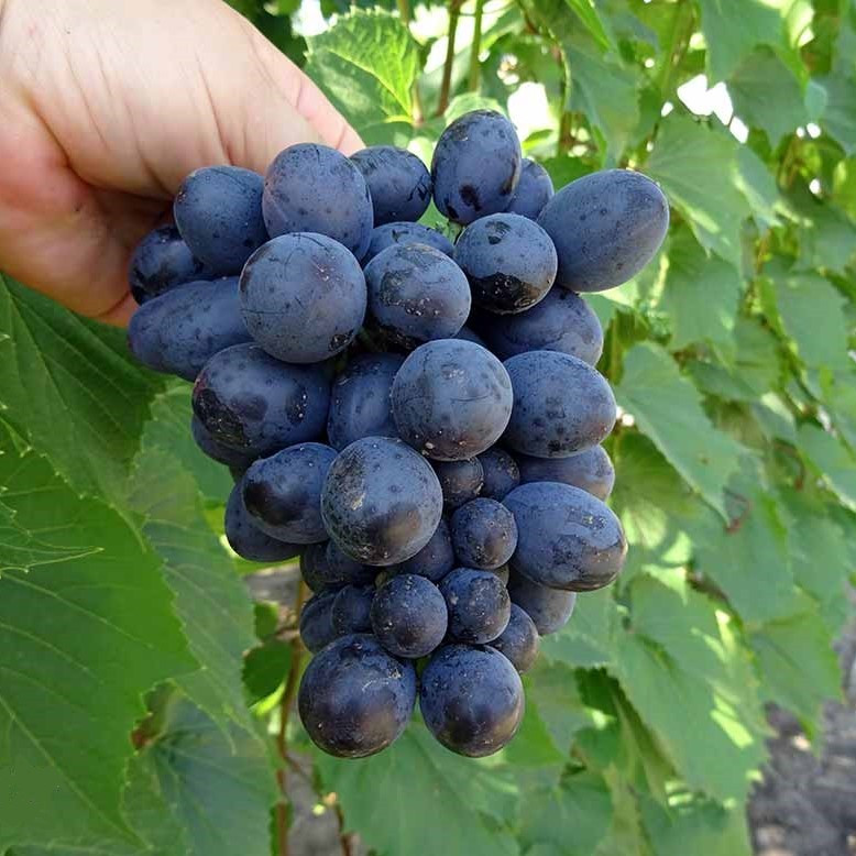 4712069537_sadzhantsi-vinogradu-sharada.jpg Саджанці винограду "Шарада" - Зображення 1