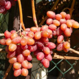 Саджанці винограду "Аладін" - Зображення 2