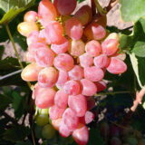 Саджанці винограду "Аладін"