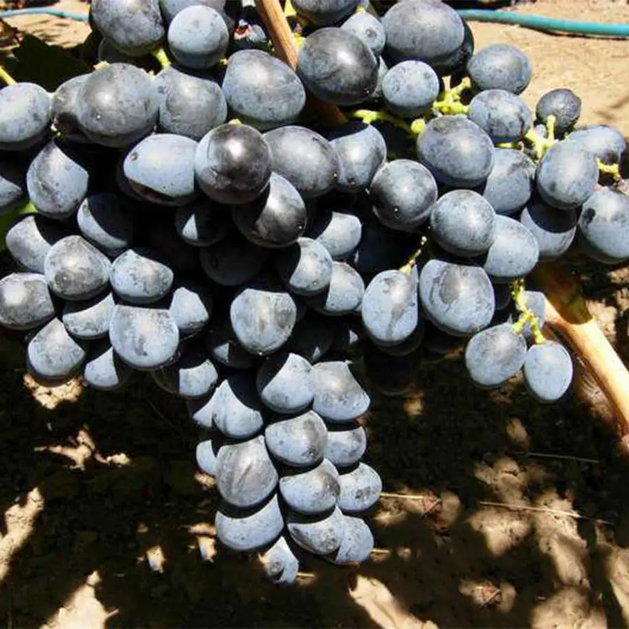 4712147264_sadzhantsi-vinogradu-rizdvyanij.png Саджанці винограду "Різдвяний" - Зображення 1