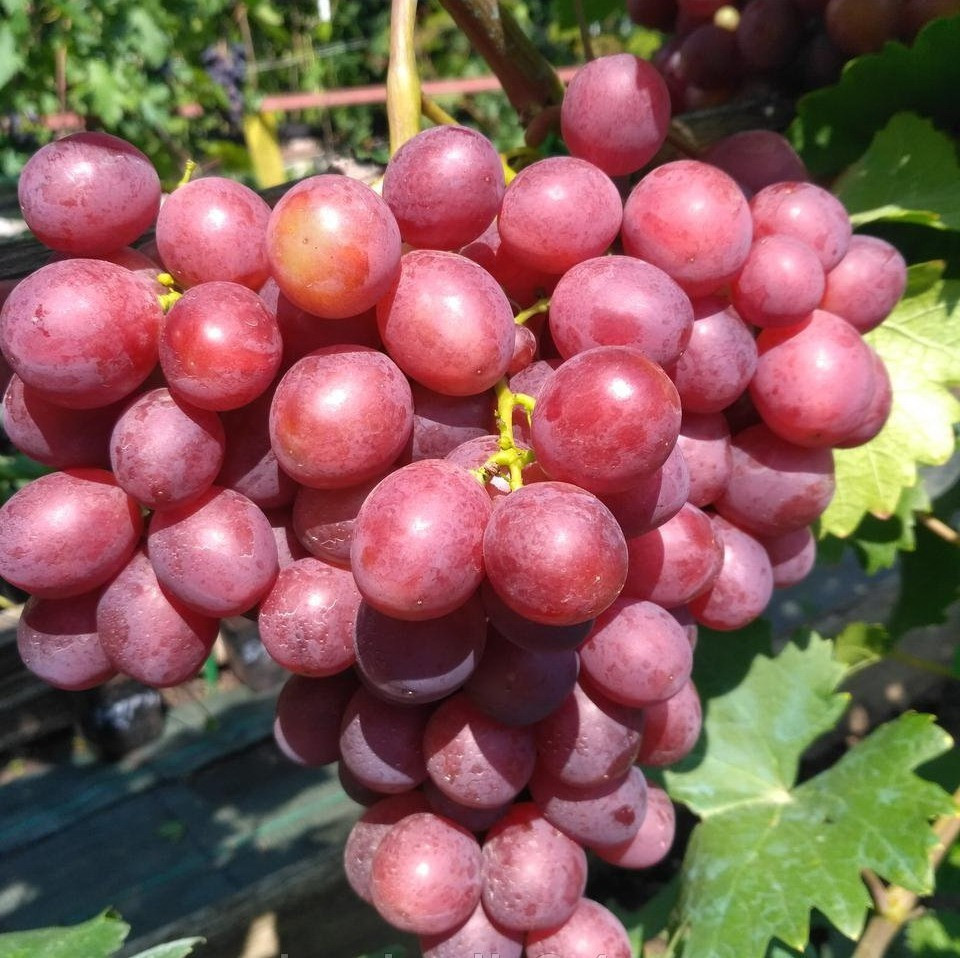 4712197377_sadzhantsi-vinogradu-pamyati.jpg Саджанці винограду "Пам'яті вчителя" - Зображення 1