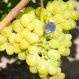 Саджанці винограду "Вальок"