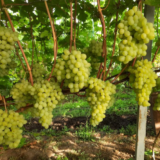 Саджанці винограду "Вальок" - Зображення 2